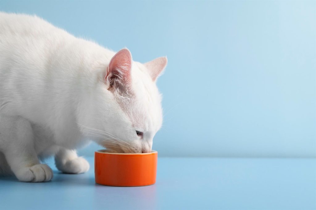 2151182875 (Custom) Cat eating out of a bowl