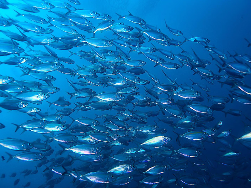 filtration chemicals in blue tube