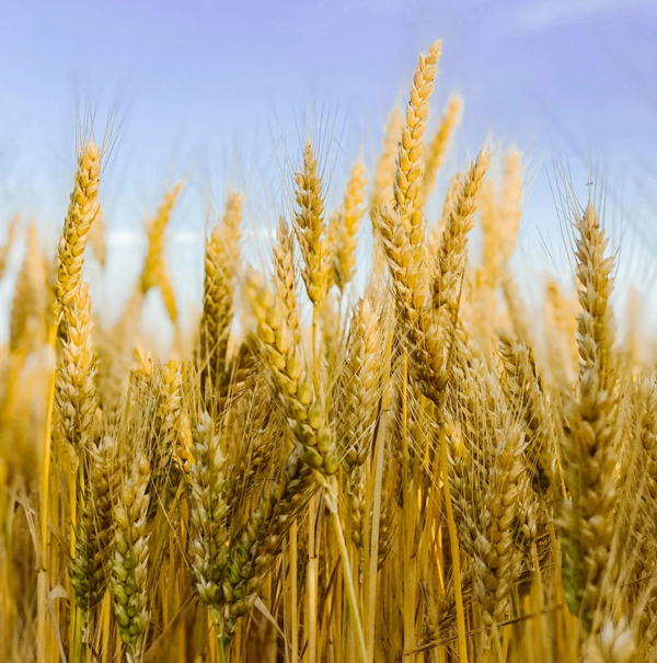 Malt-in-a-field Malt-in-a-field