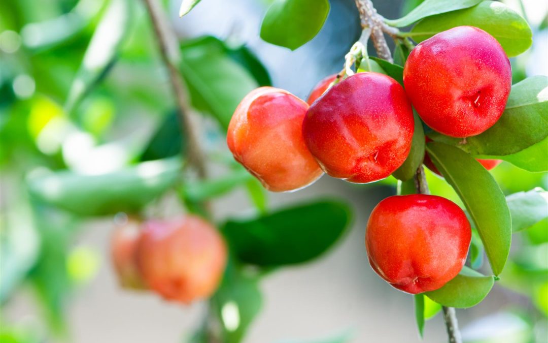 Healthy Beauty from Within – Part 2: The Power of Antioxidants