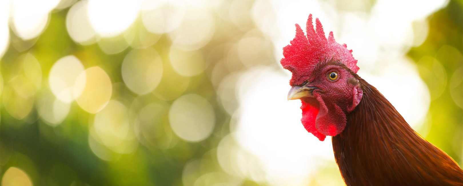 fighting-cock-traditional-rooster-asian-(Large) Woman in bathrobe with towel over head smiling