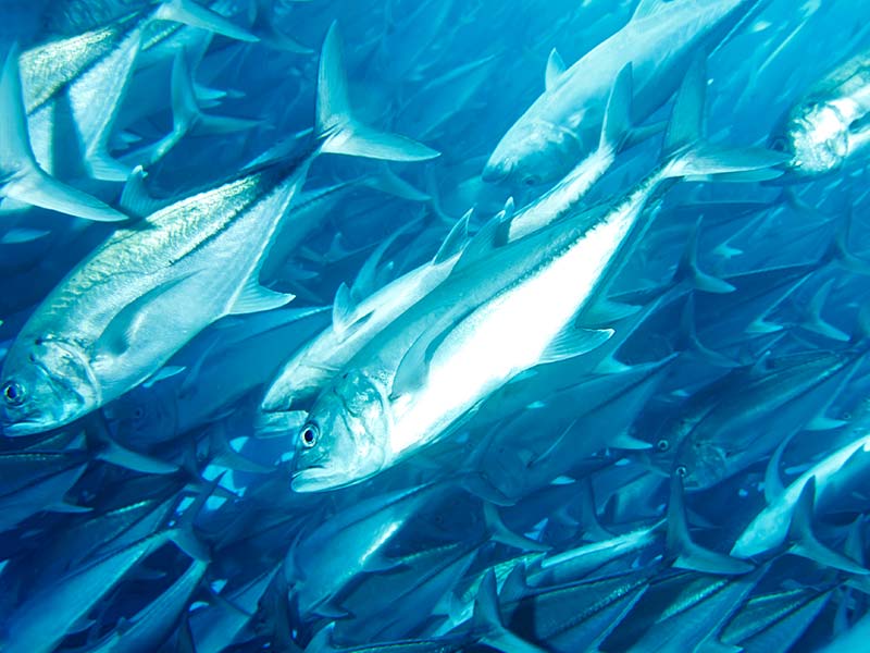 swarm of fish swimming