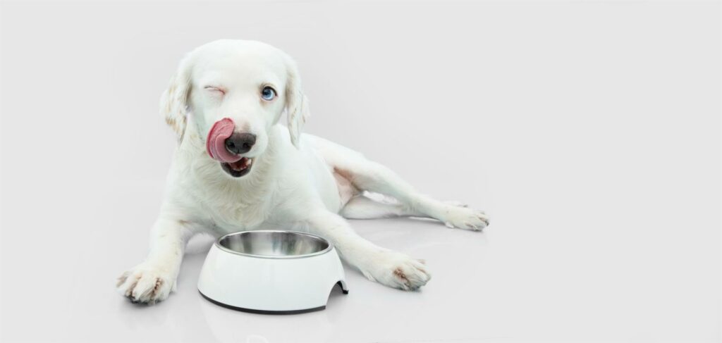 hungry-puppy-dog-eating-food-white-bowl-isolated-gray-background-Custom-1024x487 hungry-puppy-dog-eating-food-white-bowl-isolated-gray-background (Custom)