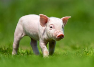 Consistent Soy Protein Solutions for Young Animal Growth