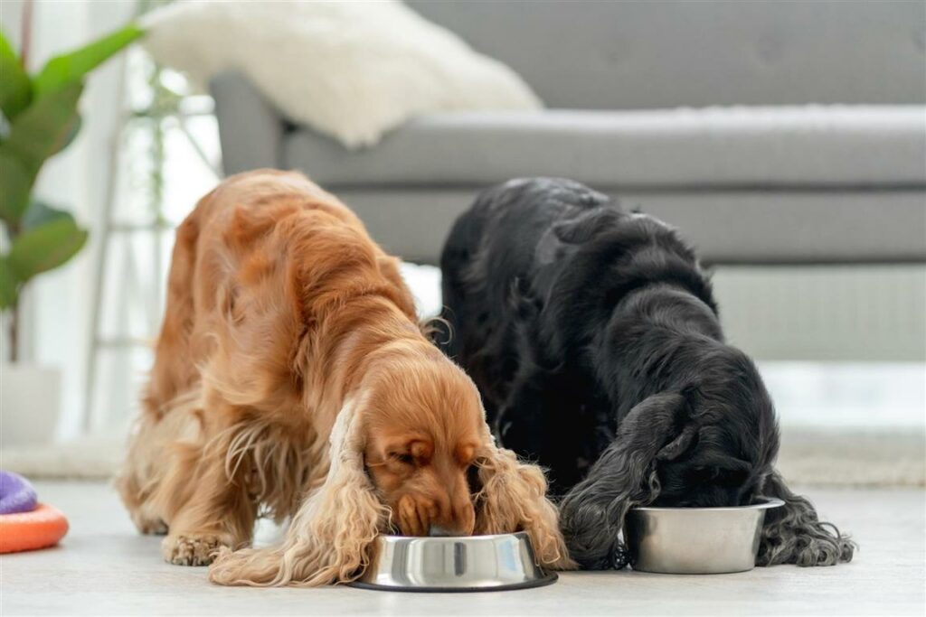 pair-english-cocker-spaniel-dogs-eating-from-bowls-light-room-home-Custom-Medium-1024x683 pair-english-cocker-spaniel-dogs-eating-from-bowls-light-room-home (Custom) (Medium)