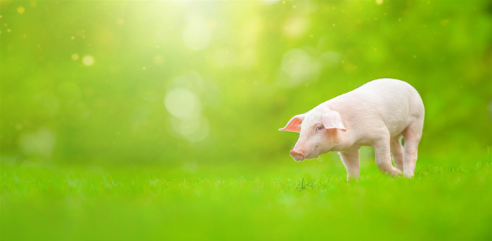 young-pig-is-standing-green-grass-happy-piglet-meadow-looking-camera Man-holding-toothbrush-and-smiling-with-white-teeth